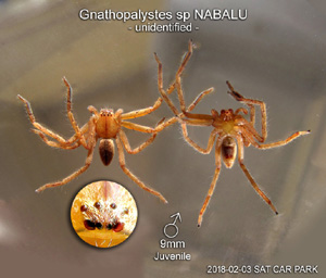 Gnathopalystes sp NABALU