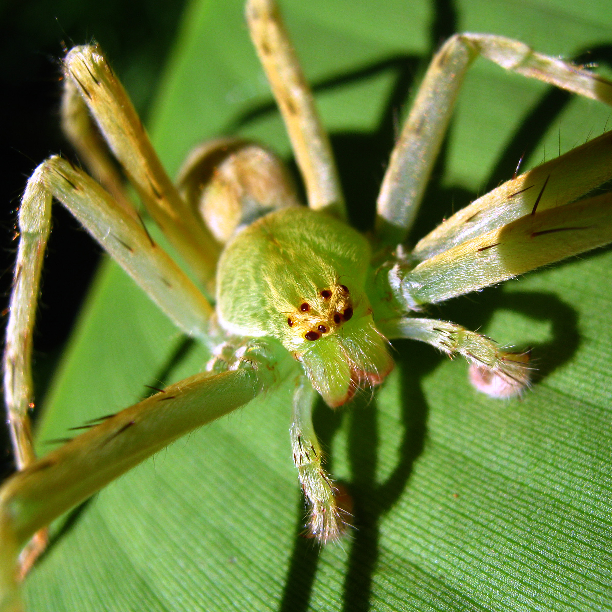 Gnathopalystes sp SRIINDAH
