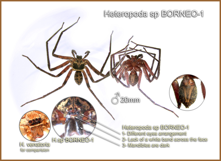 Heteropoda sp BORNEO-1