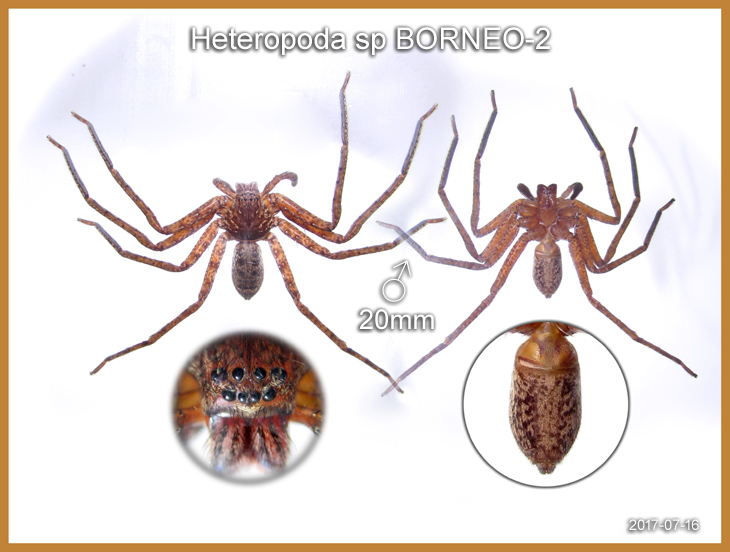 Heteropoda sp BORNEO-2