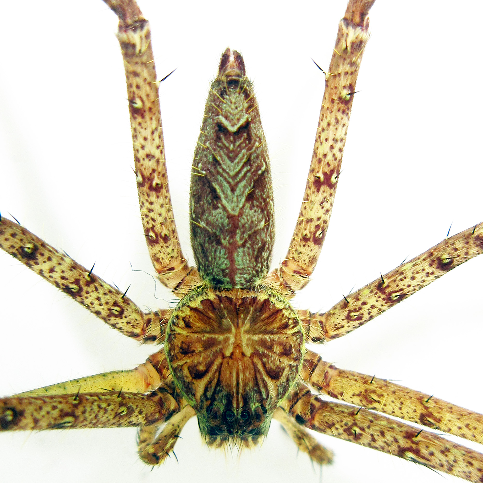 Heteropoda boiei