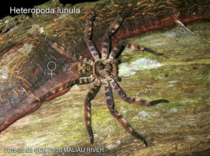 Heteropoda lunula