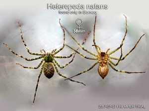 Heteropoda natans