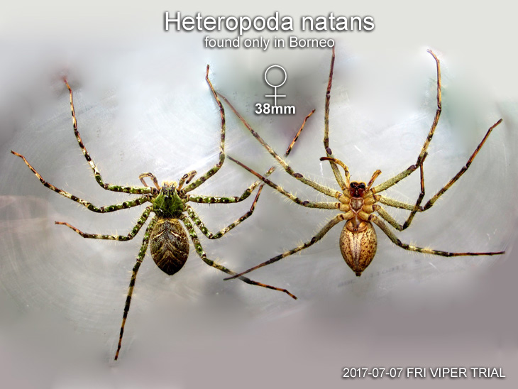 Heteropoda natans