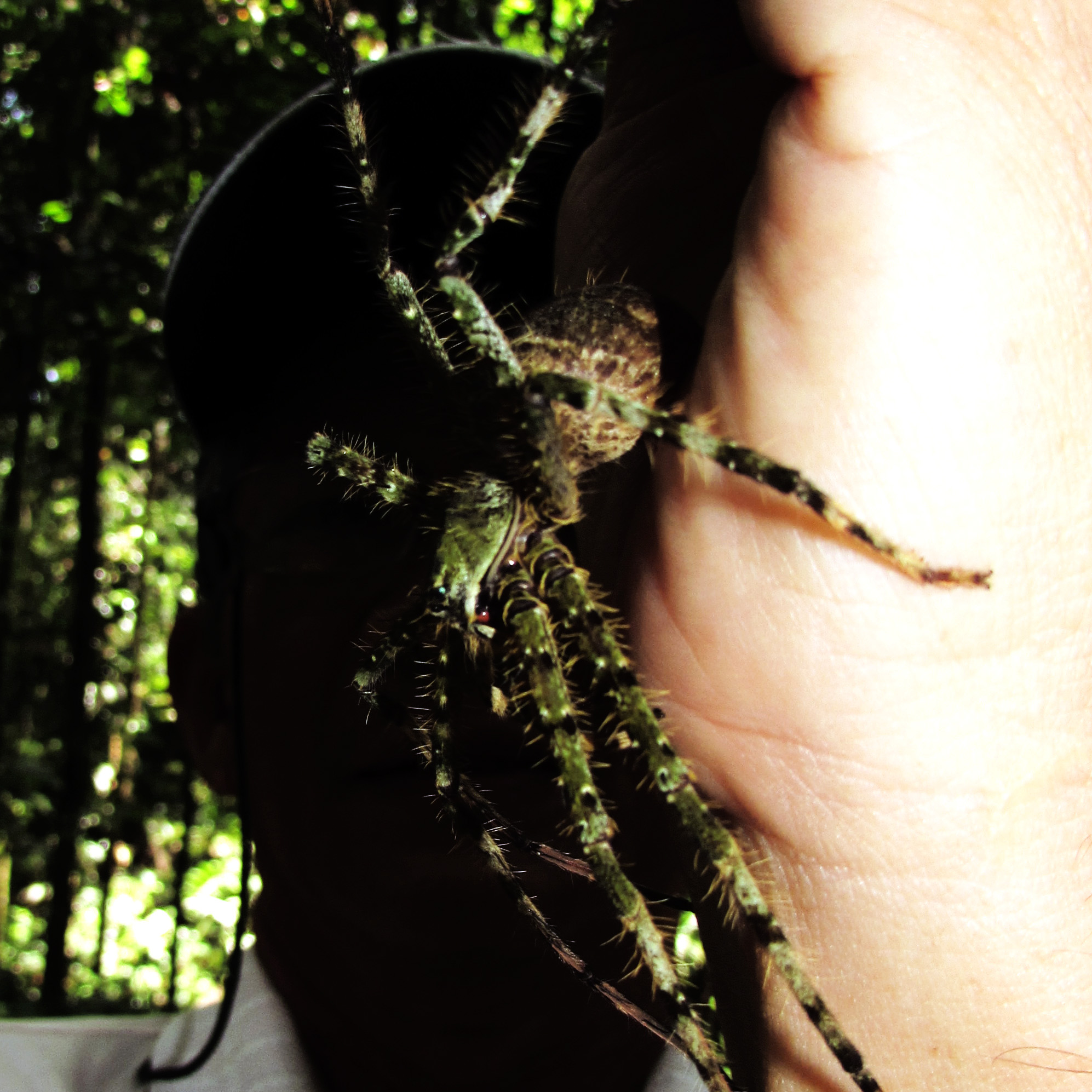 Heteropoda natans
