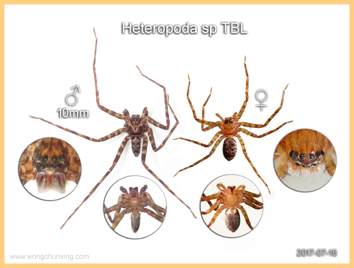 Heteropoda sp TBL