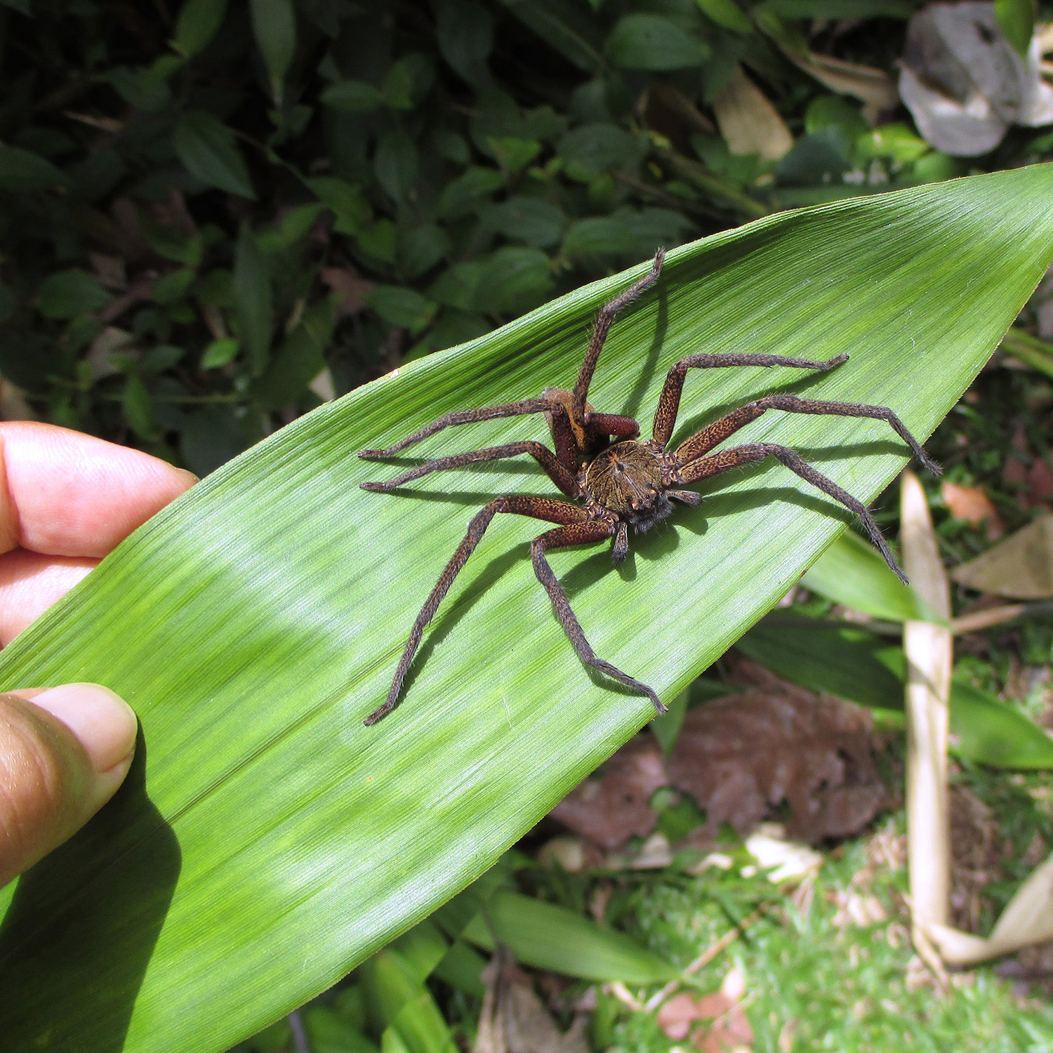 Heteropoda tetrica