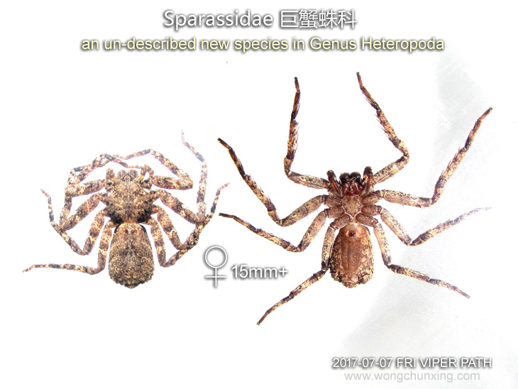 Heteropoda sp VIPERPATH 巨蟹蛛新種