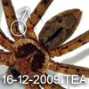 Heteropoda venatoria