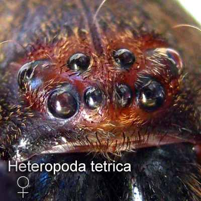 Eyes of a female Heteropoda tetrica