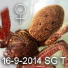 Heteropoda tetrica