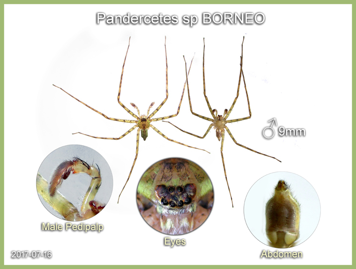 Pandercetes sp BORNEO