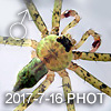 Pandercetes sp BORNEO