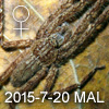 Pandercetes sp MALIAU