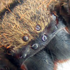 Eyes of Rhitymna pinangensis
