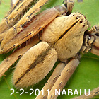 Huntsman Spider - Isopeda NABALU 