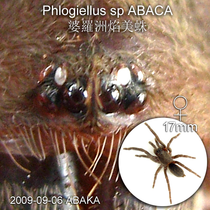 This female Phlogiellus sp ABACA 婆羅洲焰美蛛 is 18mm in length. Among the large spiders in Borneo. No scientific name given yet. One unique feature of the eyes is one pair is crystal in colour. It seem this pair of eyes has no vision function.