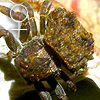 Genus Boliscus