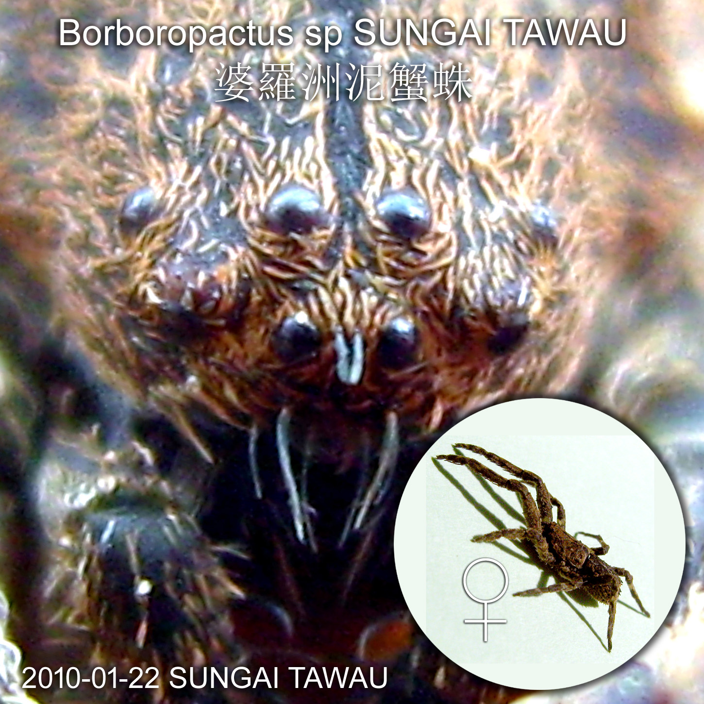 Borboropactus sp SUNGAI TAWAU婆羅洲泥蟹蛛 is a new record in Borneo. No scientific name given yet.