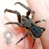 Borboropactus sp SG TAWAU