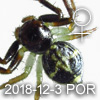 Camaricus sp PORING 台灣頂蟹蛛