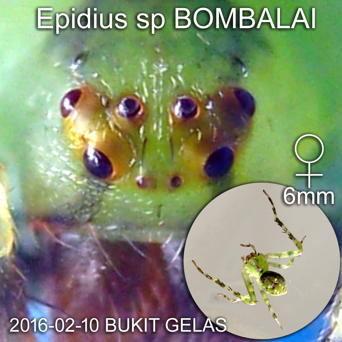 A female Epidius sp BOMBALAI. This genus of Borneo crab spiders need scientists detail study.