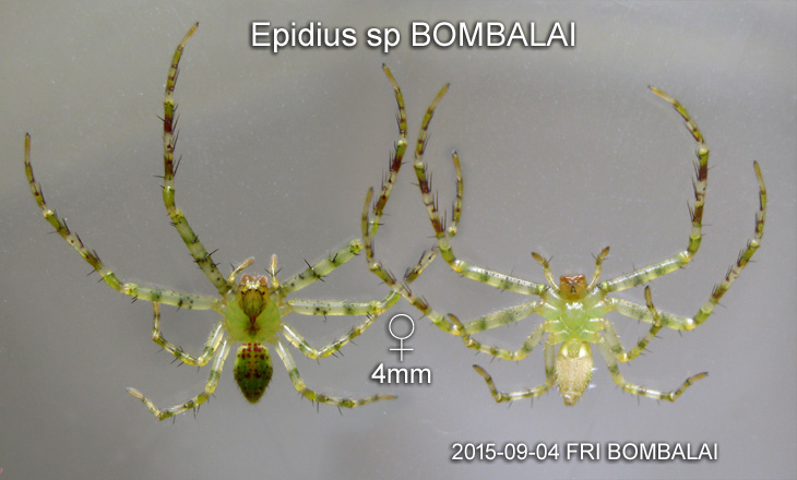 Lycopus sp BOMBALAI