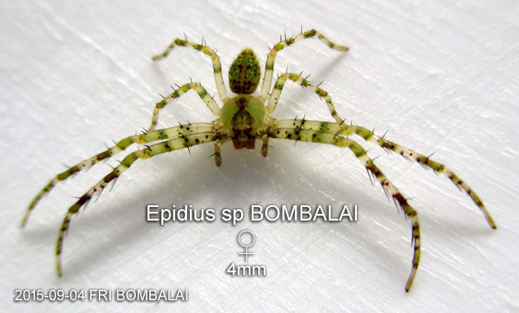 Lycopus sp BOMBALAI