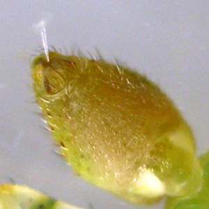 Abdomen of a female Lycopus sp BOMBALAI