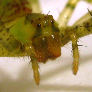 The eight eyes of a female Lycopus sp BOMBALAI