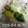 Lycopus sp BOMBALAI