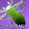 Epidius sp MEROTAI