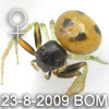 Talaus xiphosus