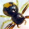TalusABACA