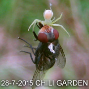 Spiders help mankind to control insect population