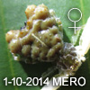 Phrynarachne sp MEROTAI