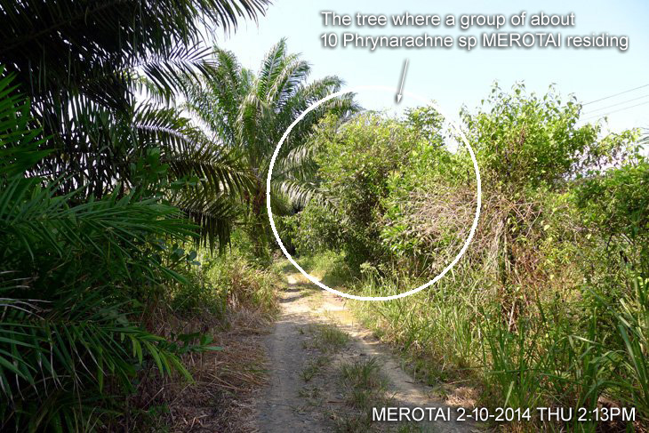 Road to Merotai Prawn Farm