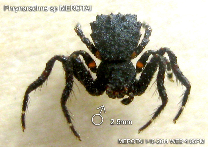 Male of Phrynarachne ceylonica 錫蘭瘤蟹蛛