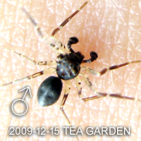 Smodicinodes sp TEA 壺瓶冕蟹蛛於婆羅洲島