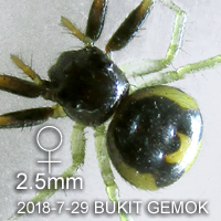 Talaus sulcus 溝裂憐蛛