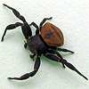 A male spider in the Genus Thomisus