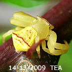 Thomisus TEA