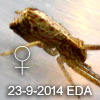 Tmarus sp EDA