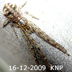 Tmarus rimosus