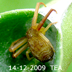 Xysticus TEA