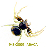Lysiteles ABACA