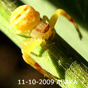 Misumena ABAKA