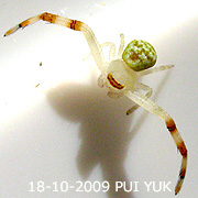 Misumena PUI YUK