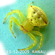 Thomisus RANAU