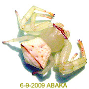 Thomisus ABAKA